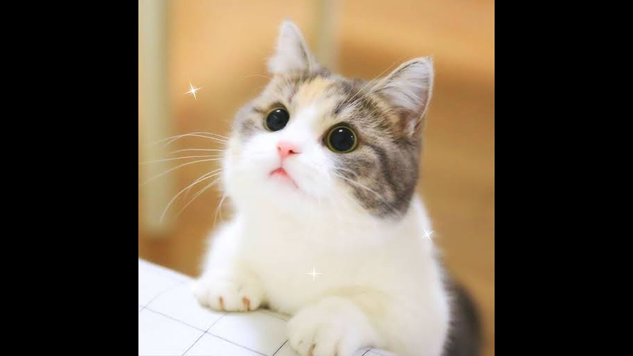 Adorable Cat