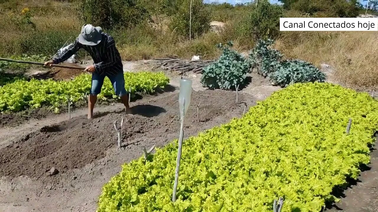 Como adubar horta para alface ? preparando hortaliças Canteiros para palntar mudas adubo orgânico