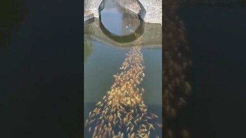 School of fish following a Duck