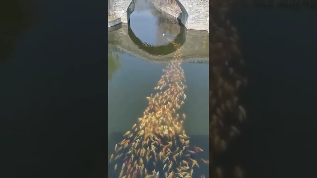 School of fish following a Duck