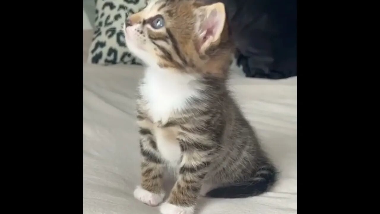 #SUBSCRIBE PLEASE - INCREVA POR FAVOR