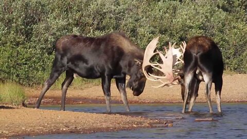 Bull Moose Fight