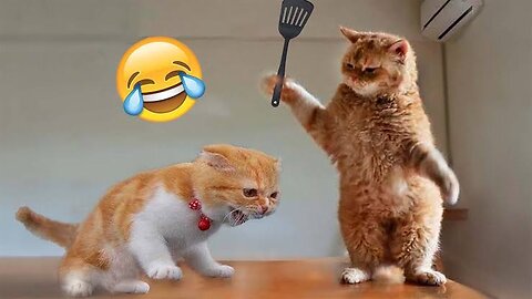 Best funny animal videos in 2023