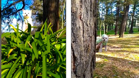 Cute Puppy Playing Hide And Seek