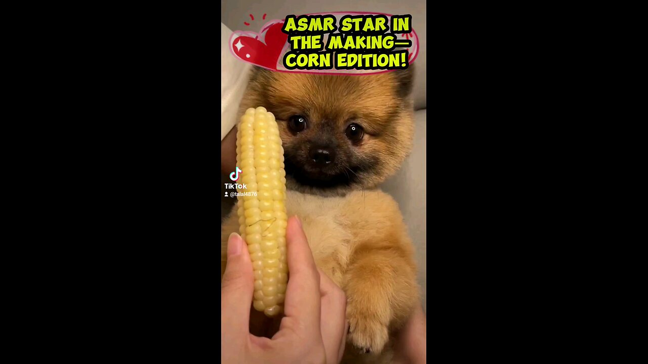 🌽🐶 Corn Craze! Watch Dogs React to Weird Sounds!