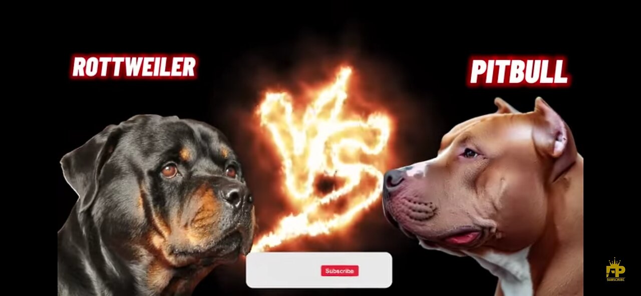 Rottweiler vs Pitbull Terrier Dog - Pitbull vs Rottweiler Real Fight