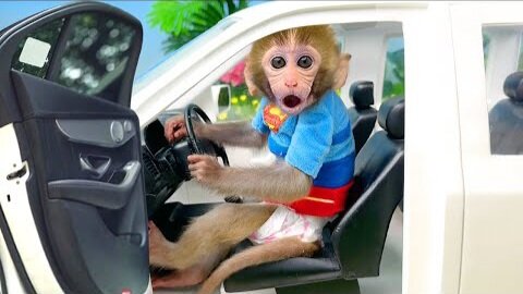 Baby monkey Bon Bon learn about traffic safety and Plays with ducklings in the swimming pool 🏊