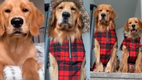 Puppy Sees His First Snow