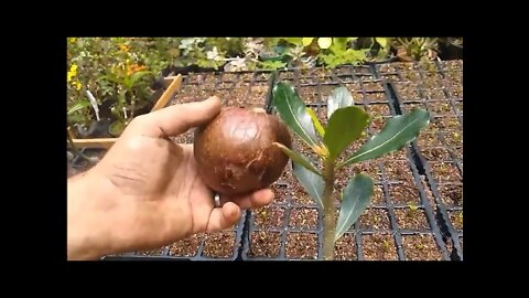 qual melhor substrato para germinar sementes de frutíferas e rosas do deserto