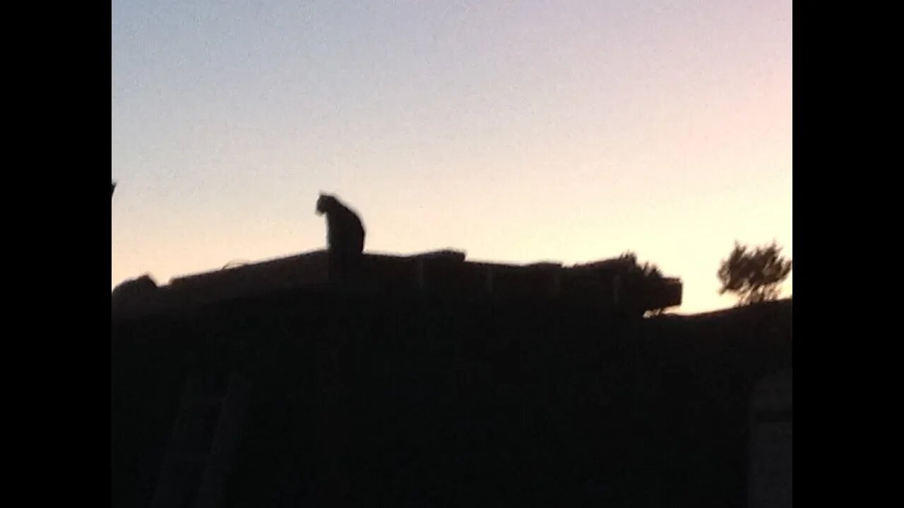 Shed Roof Rebuild #2