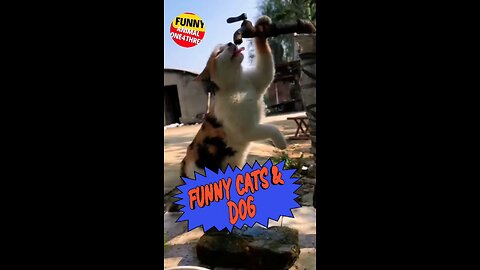 A Treasury of Laughter: Funny Dogs and Absolutely Crazy Cats!