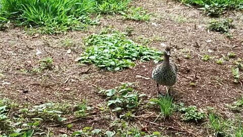 Australian Wood Duck ( Video 7 ) Some close footage, a bit shaky