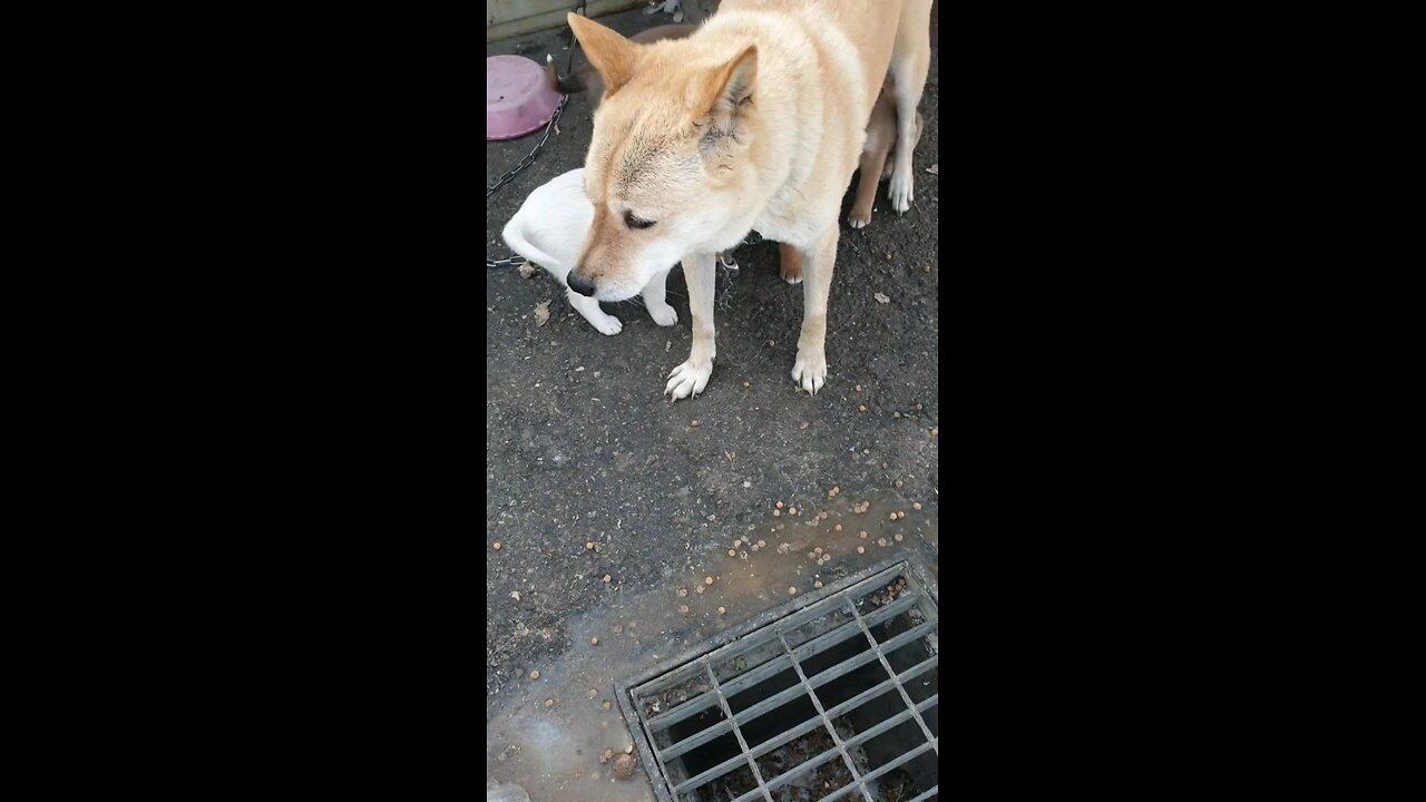 dog and puppy