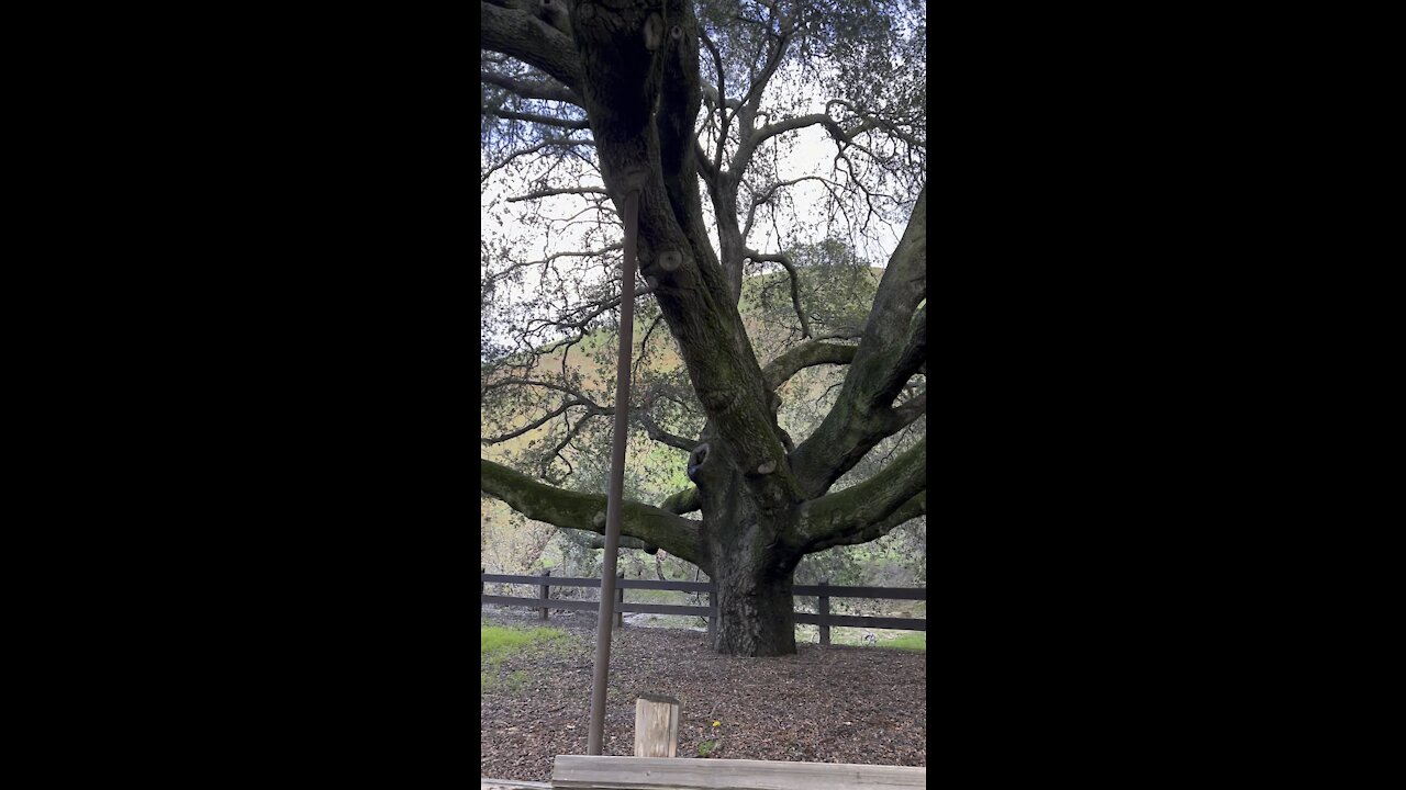 Castle Rock Wise Oak supported by Struts