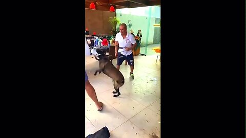 TREINO PROTEÇÃO COM FOCINHEIRA