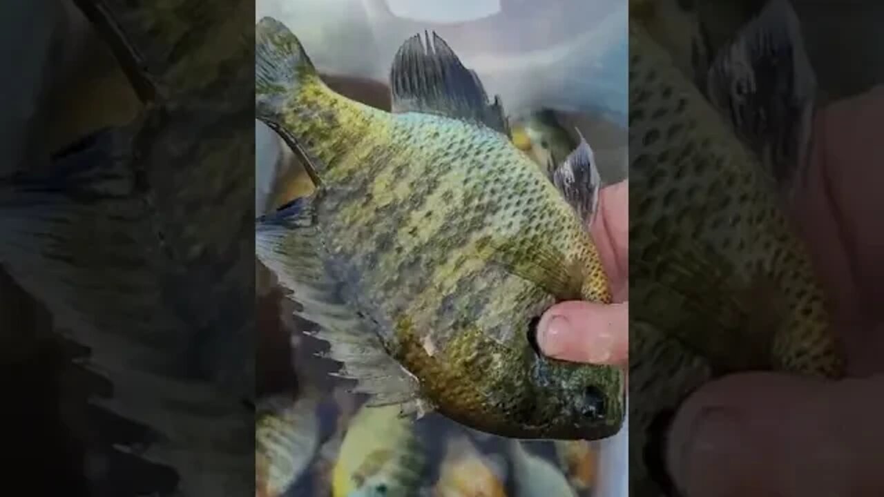 How to Fillet Sunfish; One Man Demonstrating His way of Filleting Sunfish and Other Panfish