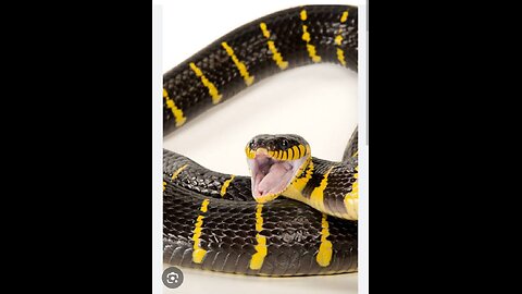 King cobra enjoying cold water