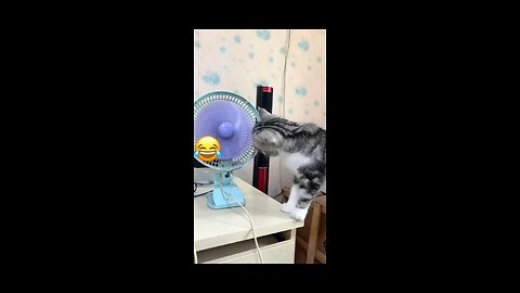 cat funny videos malayalam short😃