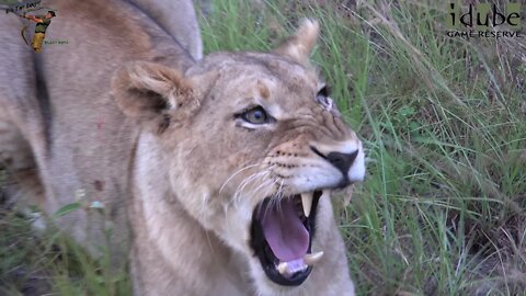 LIONS: Following The Pride 66: Playing After A Storm