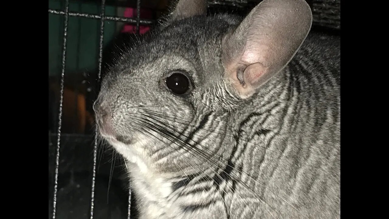 What your chinchilla does while you're asleep.