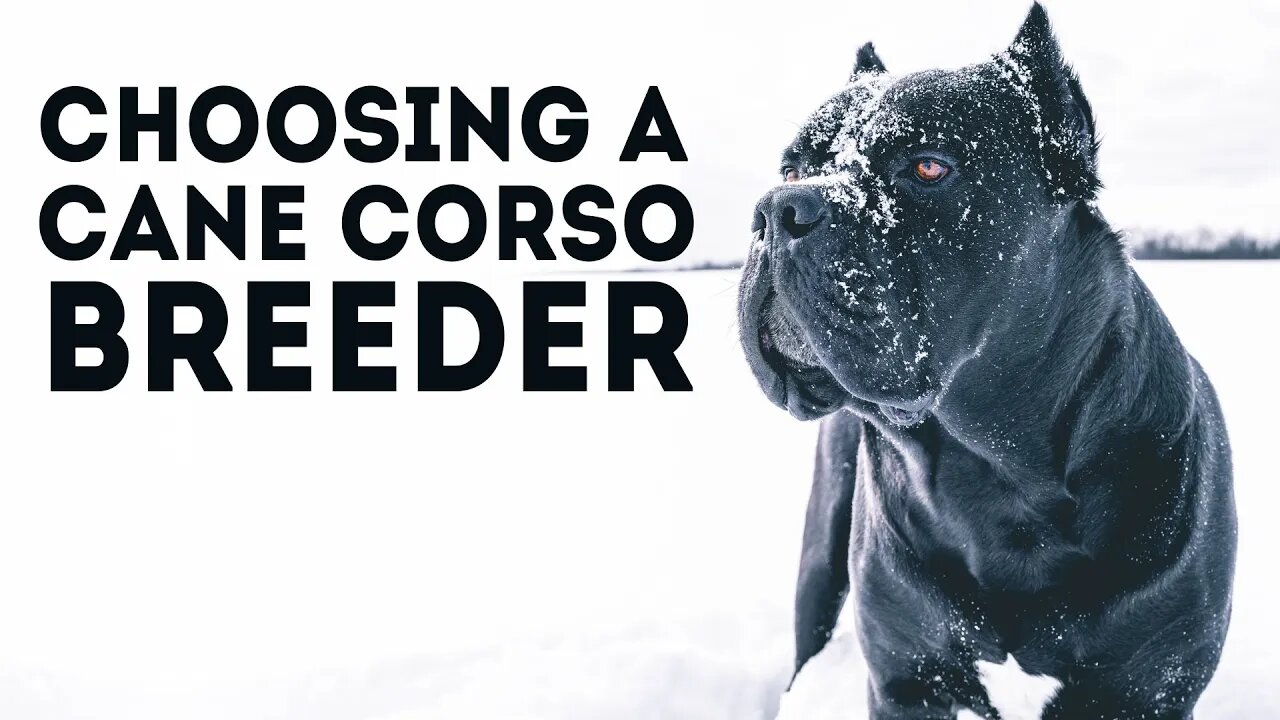 How To Choose a Cane Corso Breeder