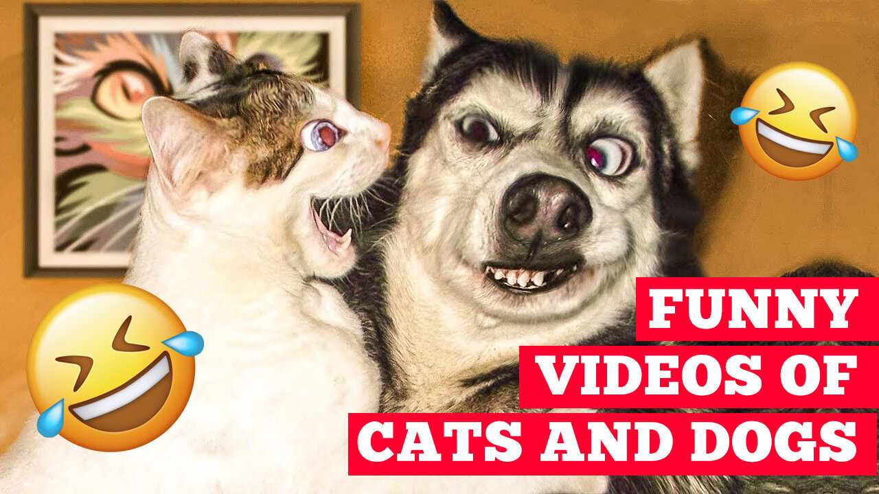 The Best Funny Animal Videos 2022