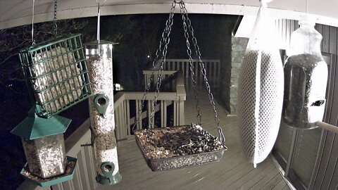 Live Stream Bird Feeder In Ashville NC