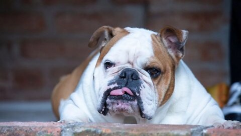 Funny and Cute English Bulldog Bulldogs Are Awesome