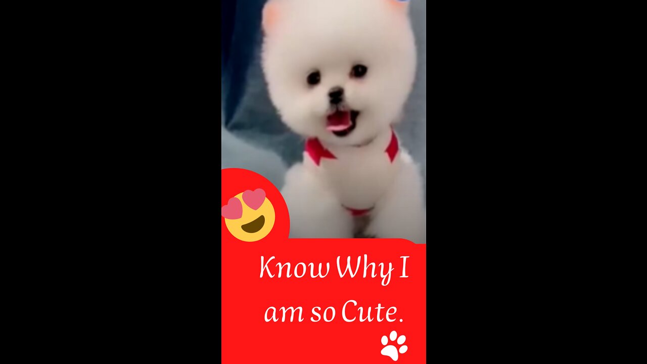 Know Why This Dog is so Cute. #cutedog