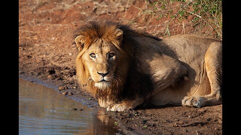 National Geographic South African Safari Adventures with Lions Wildlife Documentary