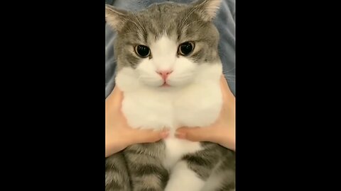 Cute cat video