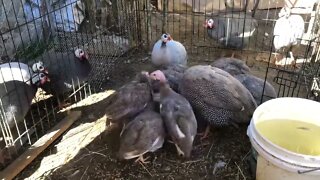 Introducing new brown guinea fowl keets to our home and two older birds, there was a great ado!