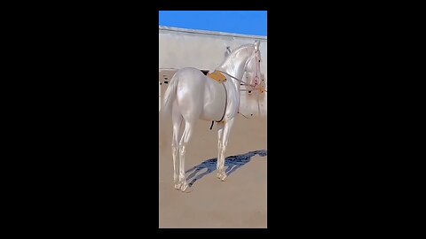 White Horse 🐎🐎🐎