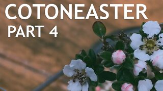 Cotoneaster Bonsai, 4