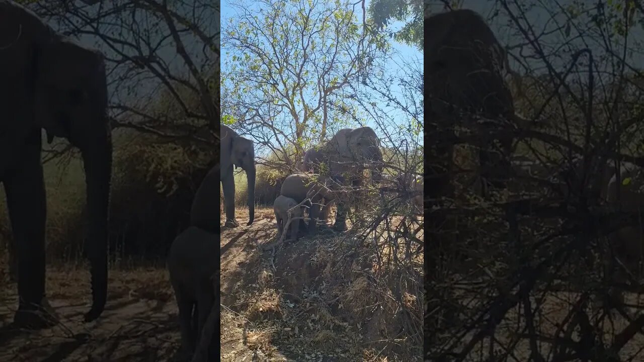 Elephant family feeding along a river bed