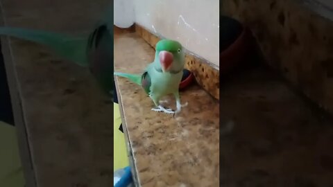 Lovely parrot