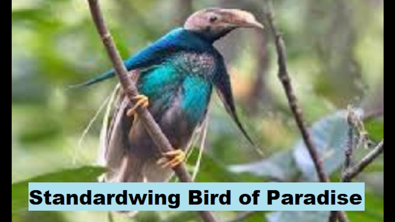 Birds & Standardwing Bird of paradise