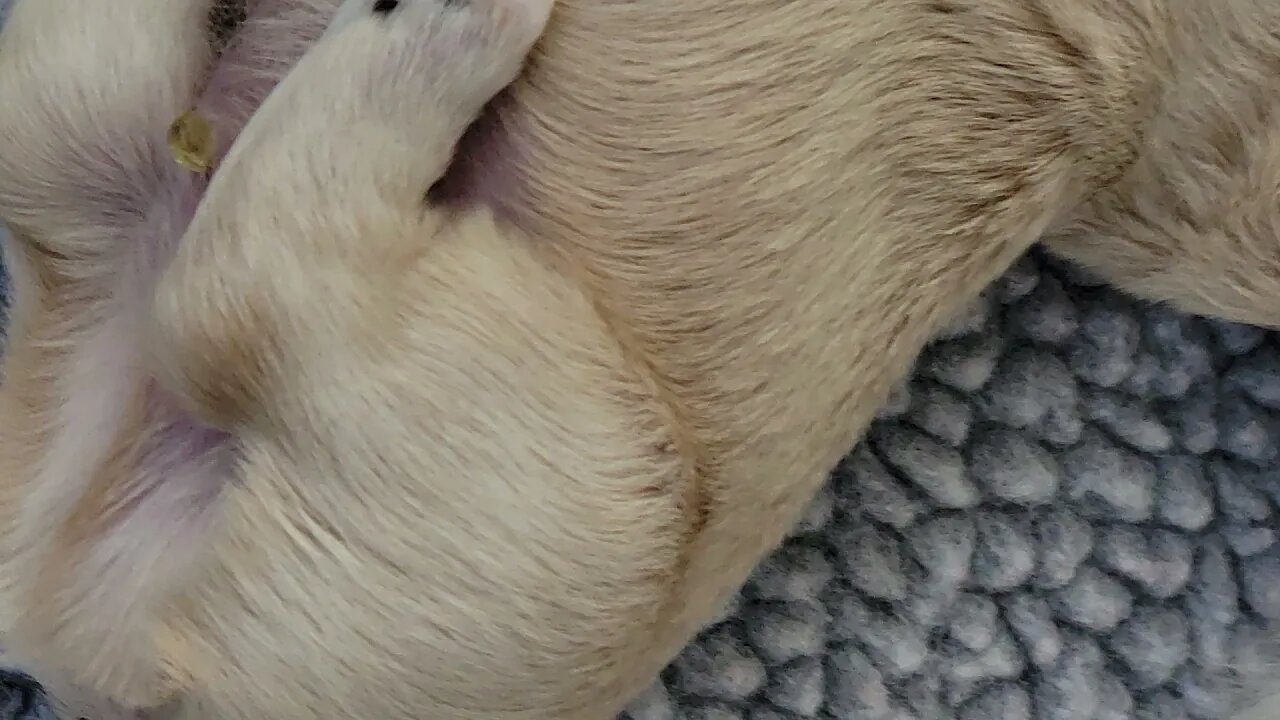 L Litter ... 1 Week Old Today!