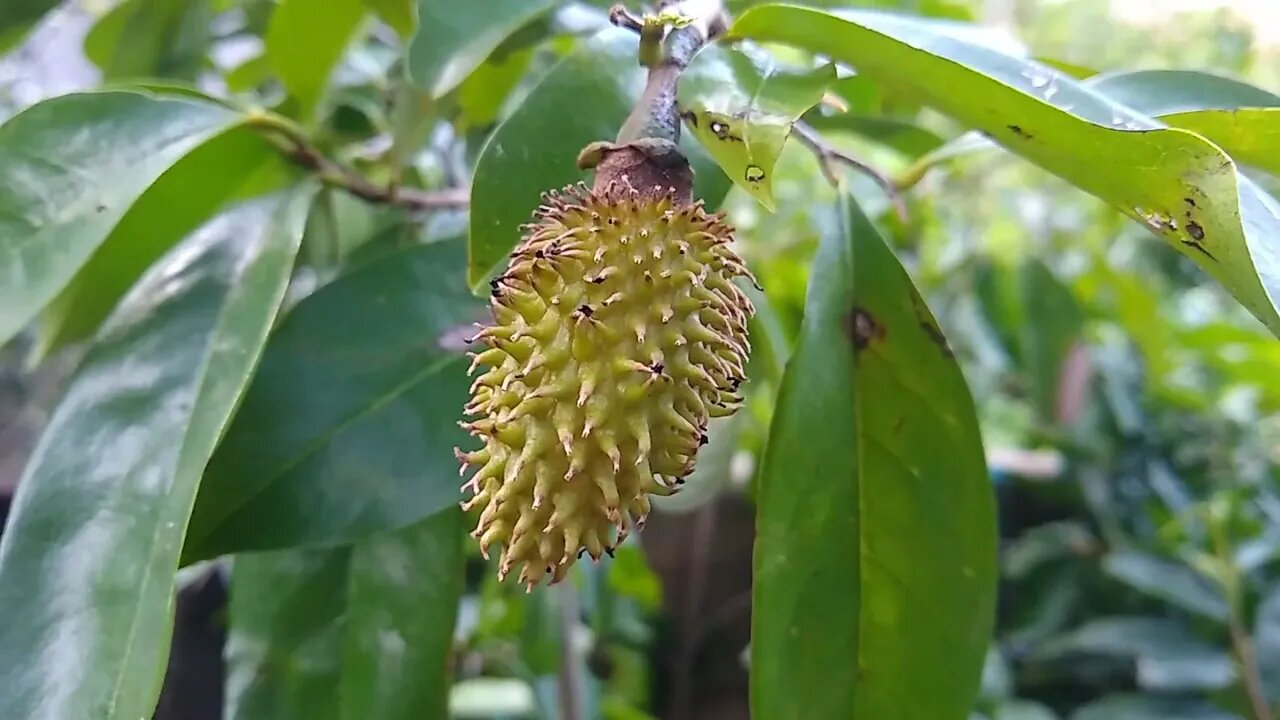 frutíferas produzindo em vaso preços e dicas do Tanjo graviola atemoia jabuticaba cajá araçá boi