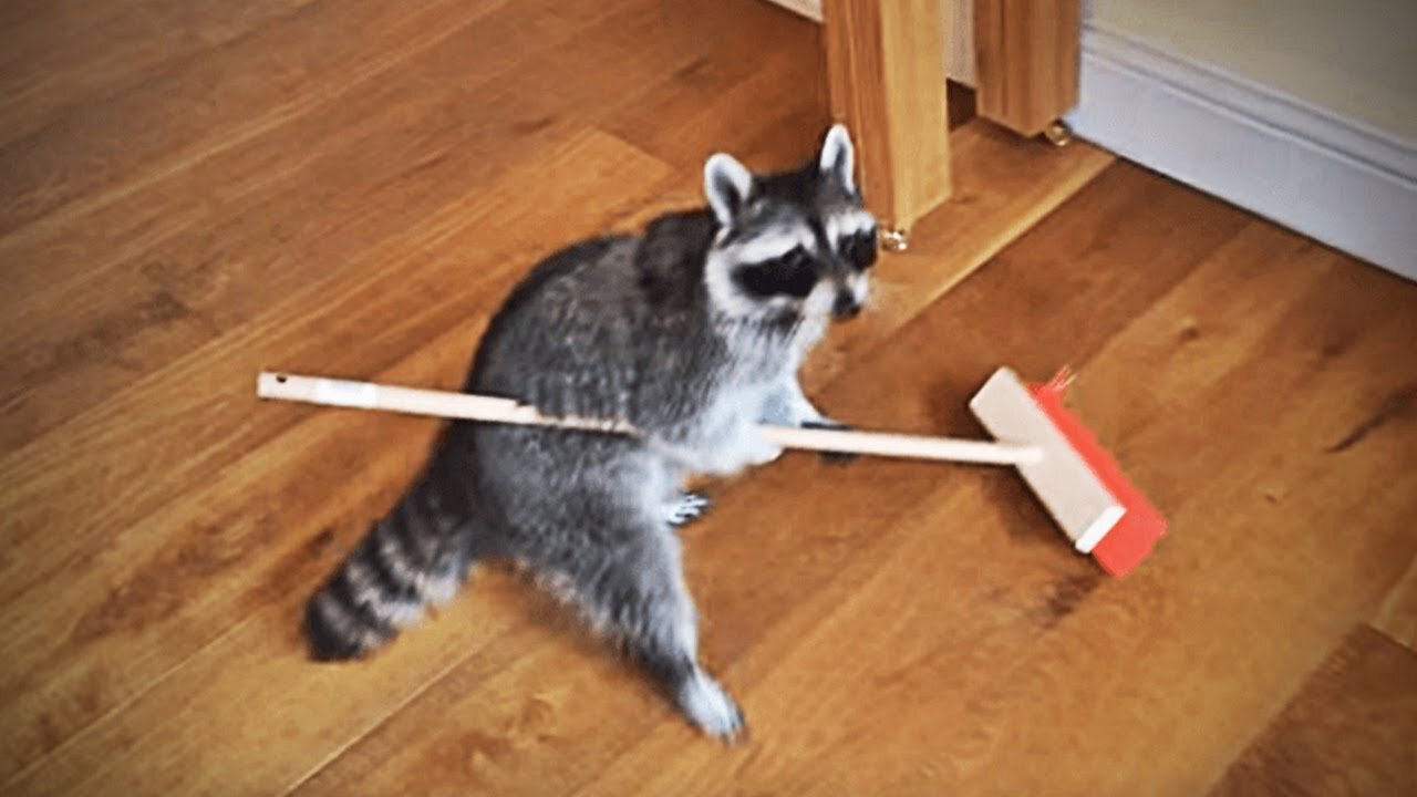 🦝 Racoon Funny 🤣 Compilation 🎞️ HD _ Try not to laugh _ Funny Pets Videos