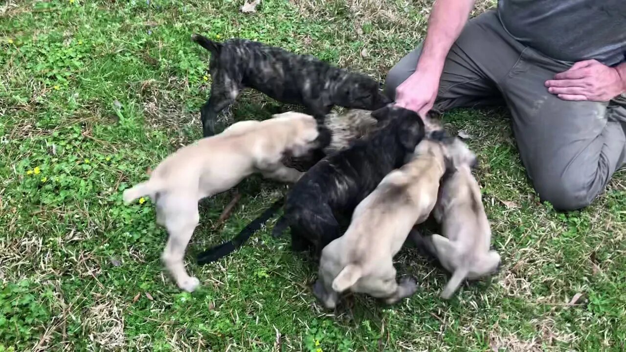 Scratch x Jazz pups at 6-7 weeks