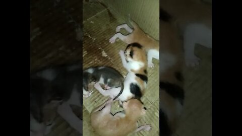 Anak kucing kampung umur 1 bulan belajar berjalan