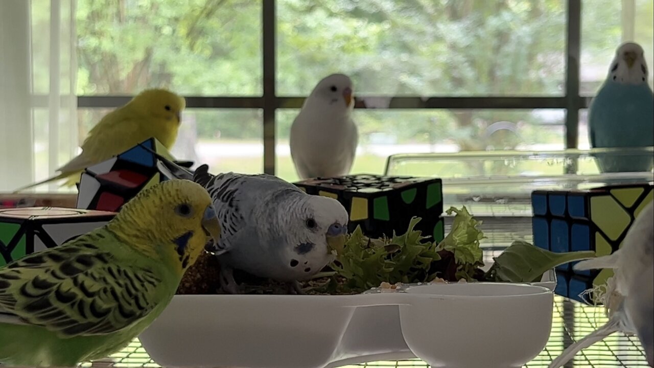 Happy Parakeets Eat, Bathe, & Exercise