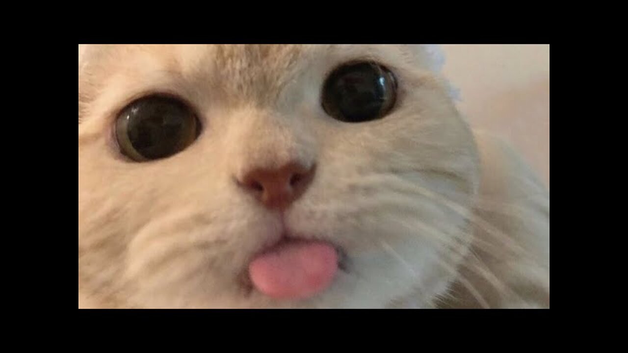 Funniest Cats 😹- Best Of The 2022 Funny Cat Videos 😂- Funny Cats HD