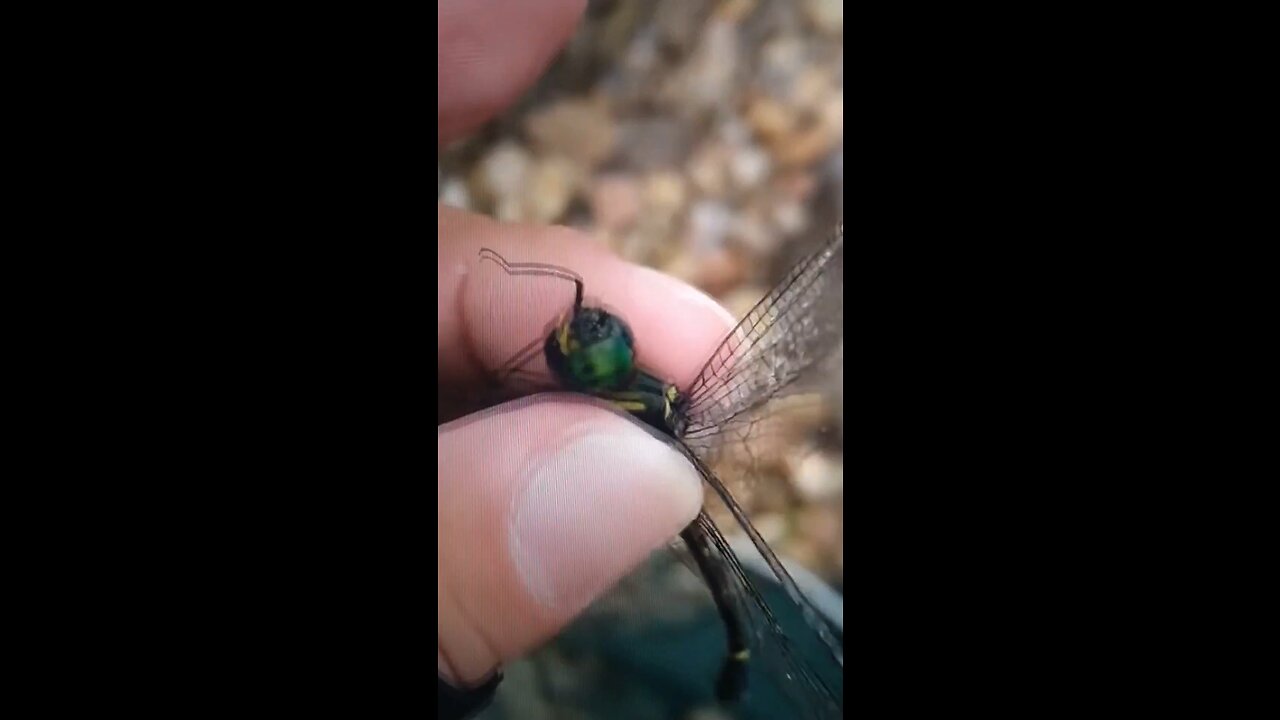 Dragonfly’s Species and its Habitat?