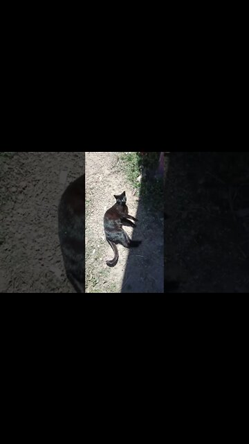 Black cat enjoying the sun