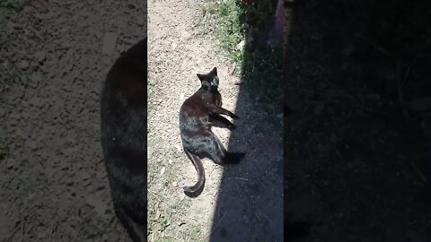 Black cat enjoying the sun