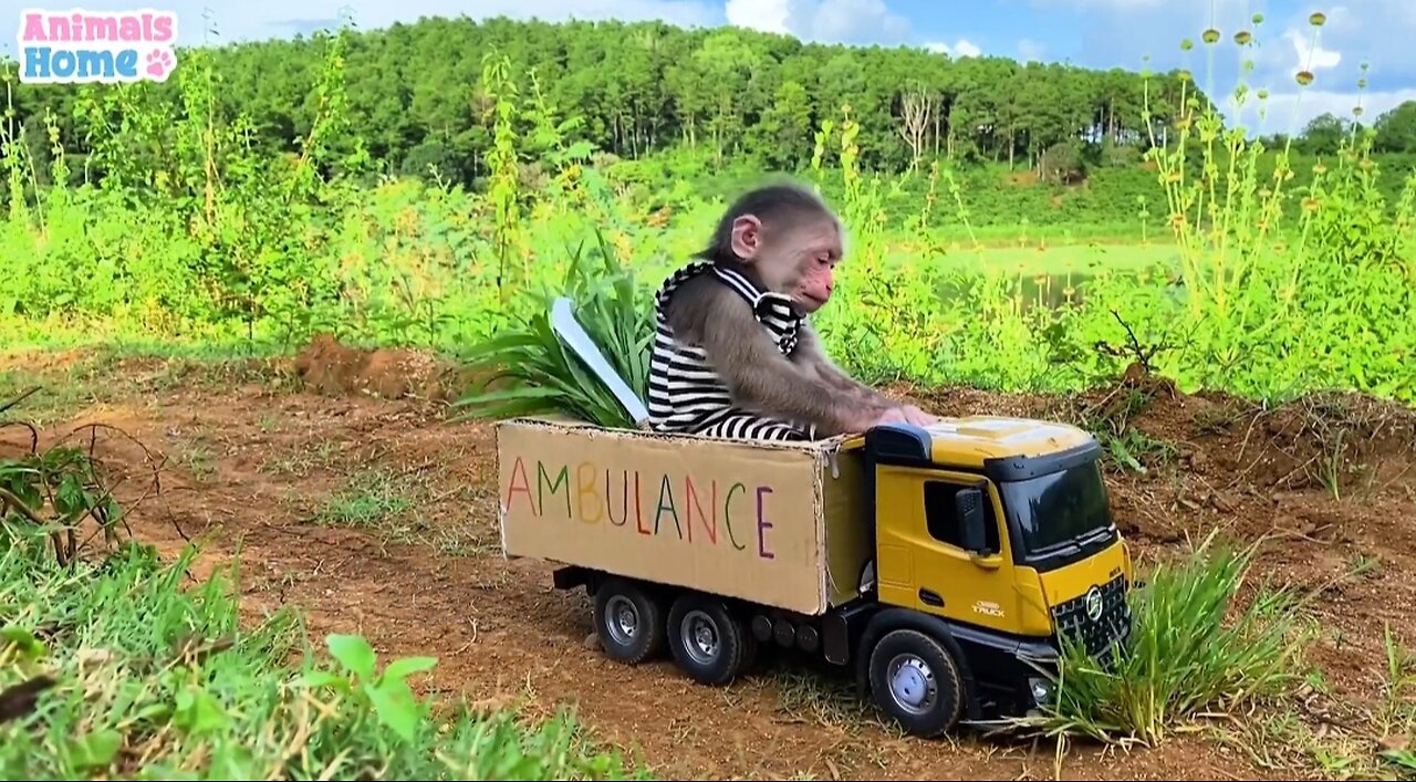 Baby monkey