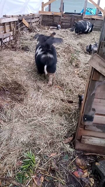 Chicken riding Kune Kune