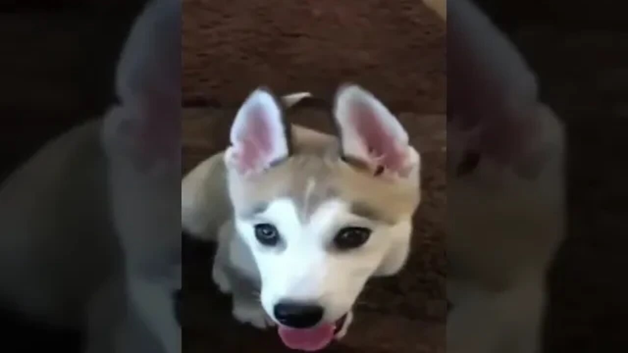 BEST 😍FUNNY😍 PET VIDEOS #77 - Try Not To Laugh #shorts